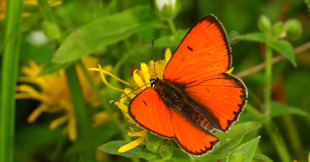 Czerwończyk nieparek, czerwończyk większy (Lycaena dispar)