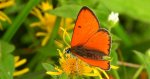 Czerwończyk nieparek, czerwończyk większy (Lycaena dispar)