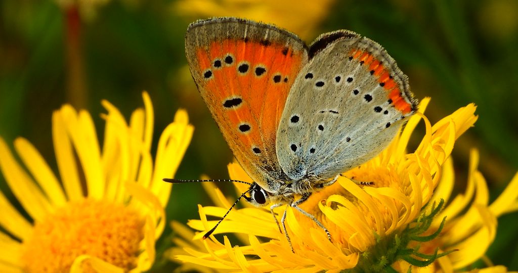 Czerwończyk nieparek, czerwończyk większy (Lycaena dispar)