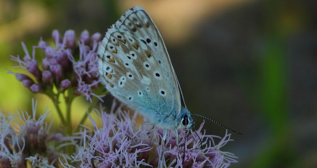 Modraszek korydon (Polyommatus coridon)