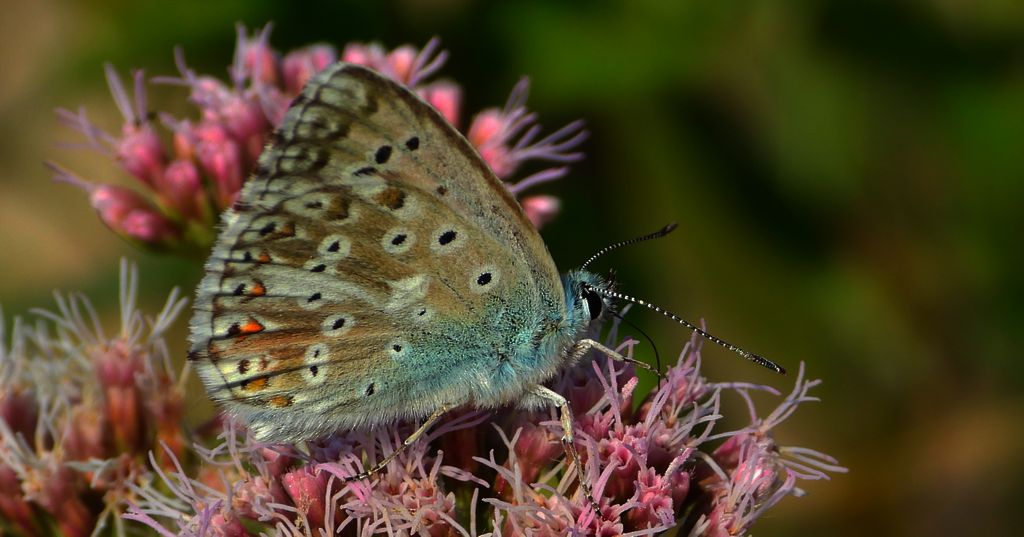Modraszek korydon (Polyommatus coridon)