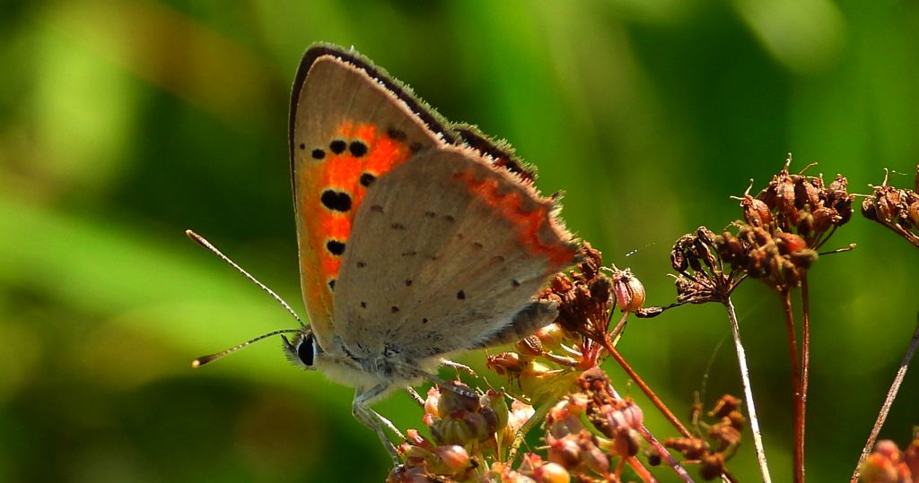 Czerwończyk żarek (Lycaena phlaeas syn. Lycaena phlaeoides)