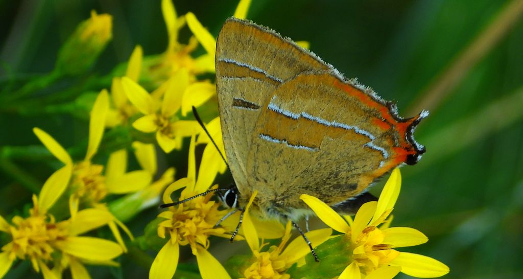 Pazik brzozowiec (Thecla betulae)