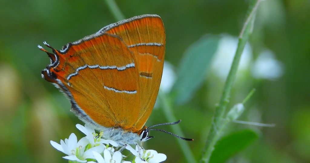 Pazik brzozowiec (Thecla betulae)