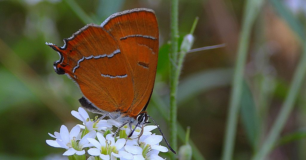 Pazik brzozowiec (Thecla betulae)