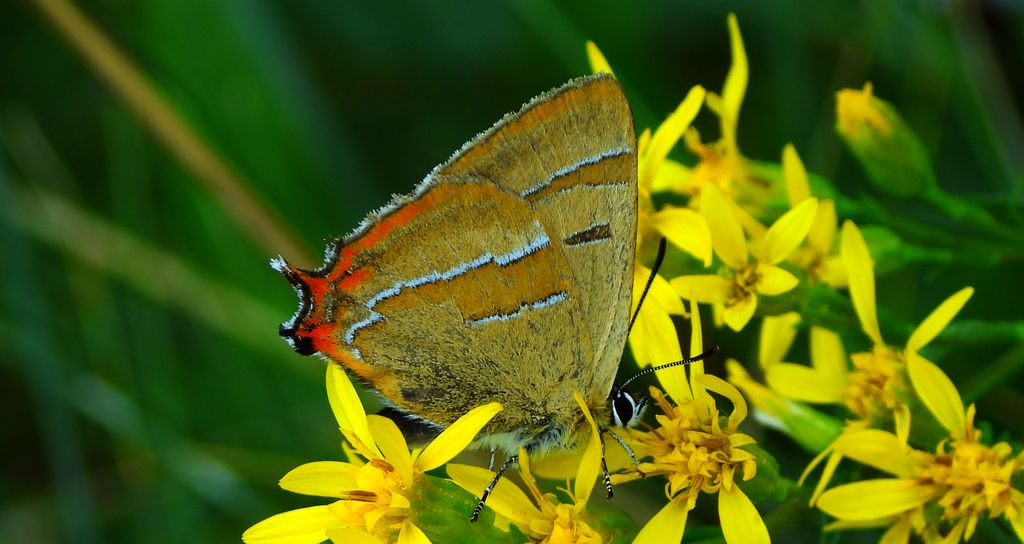 Pazik brzozowiec (Thecla betulae)