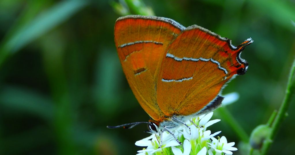 Pazik brzozowiec (Thecla betulae)
