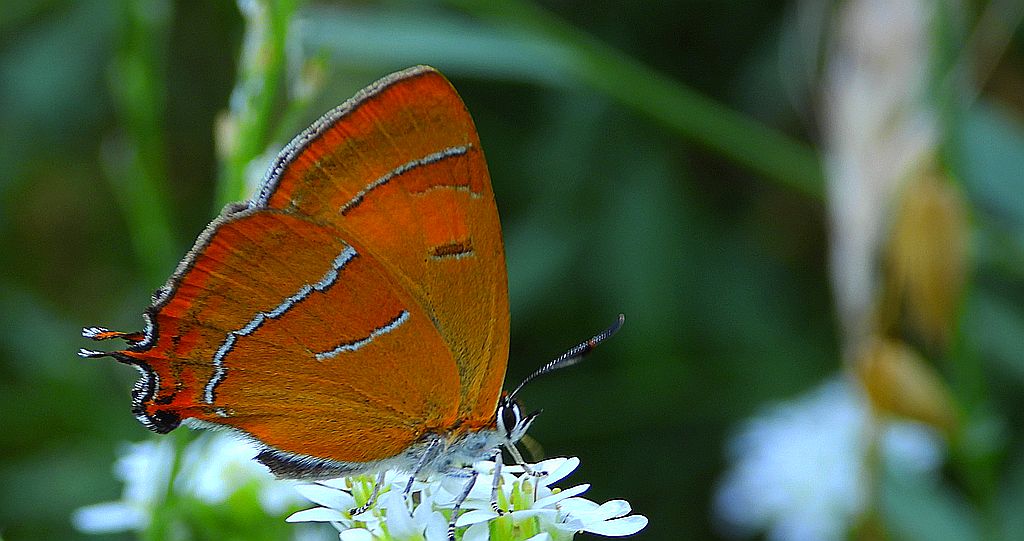 Pazik brzozowiec (Thecla betulae)