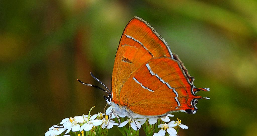 Pazik brzozowiec (Thecla betulae)