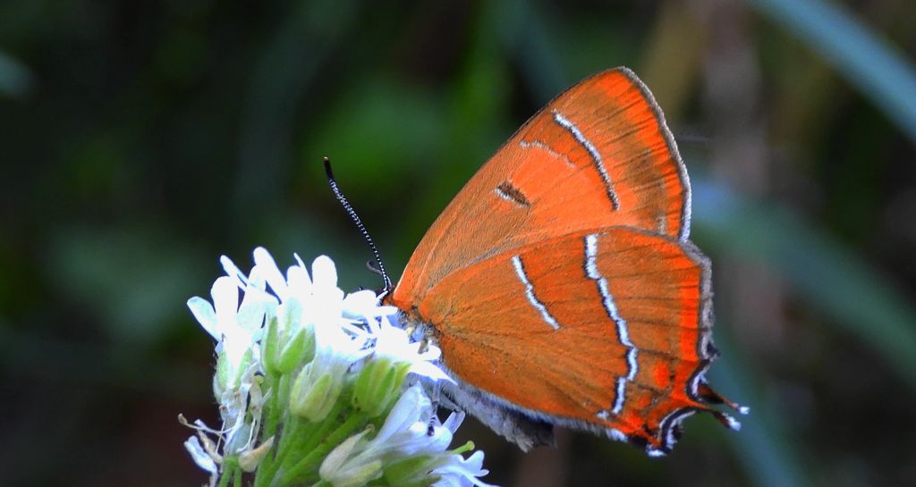 Pazik brzozowiec (Thecla betulae)