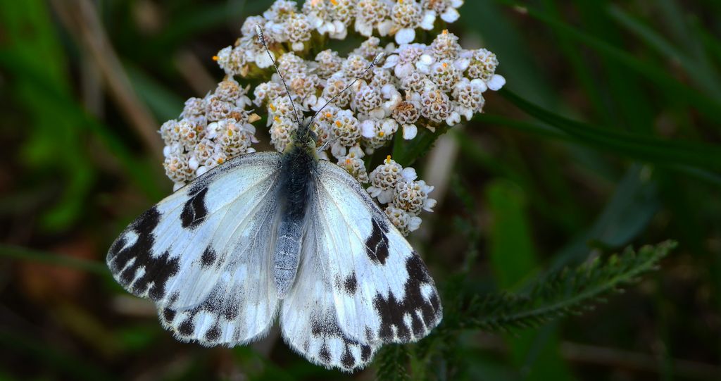 Bielinek rukiewnik (Pontia daplidice)
