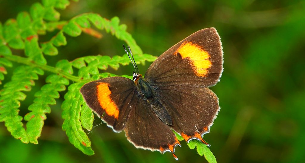 Pazik brzozowiec (Thecla betulae)