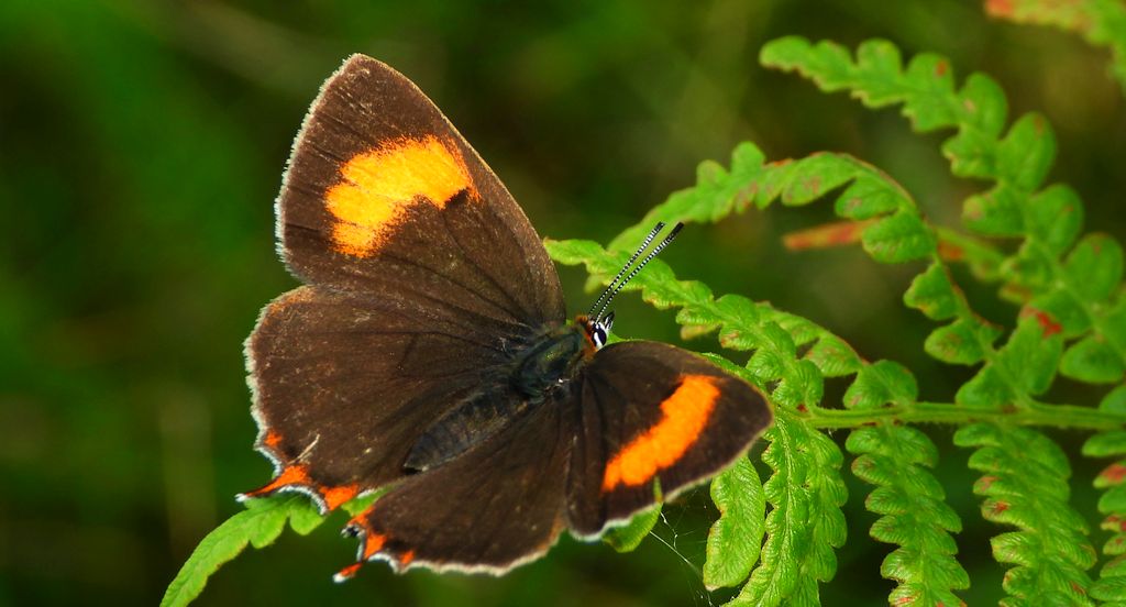 Pazik brzozowiec (Thecla betulae)