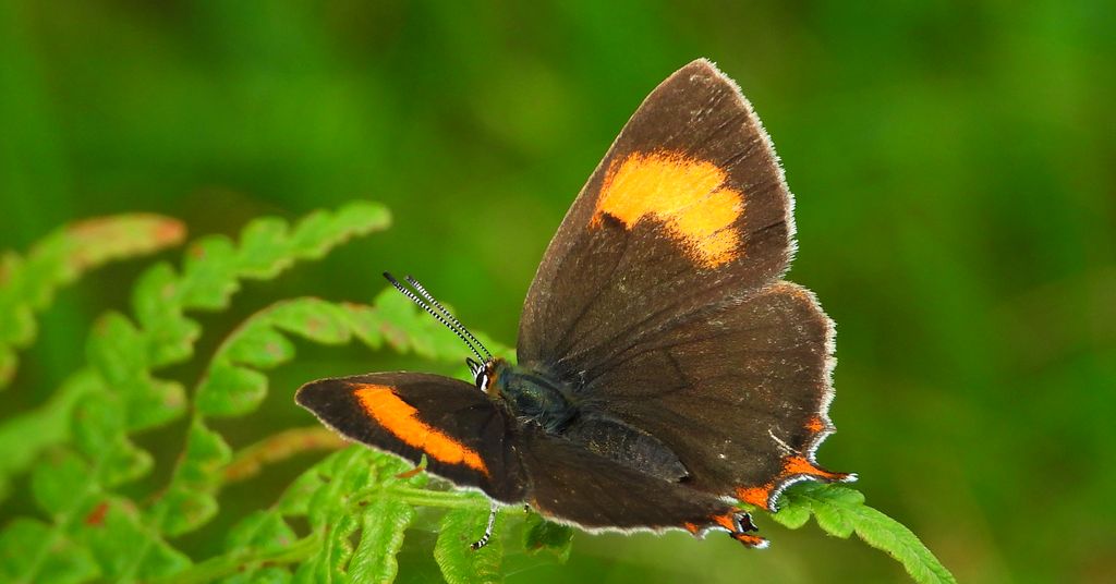 Pazik brzozowiec (Thecla betulae)