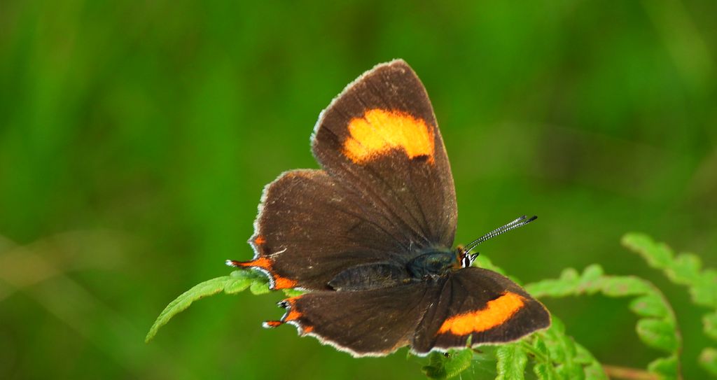 Pazik brzozowiec (Thecla betulae)