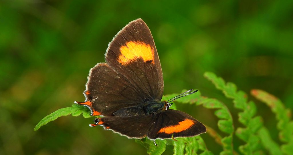 Pazik brzozowiec (Thecla betulae)