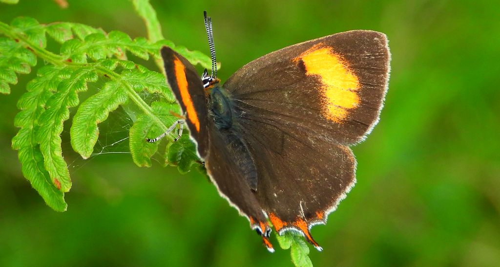 Pazik brzozowiec (Thecla betulae)