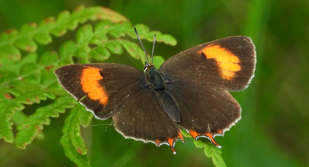 Pazik brzozowiec (Thecla betulae)