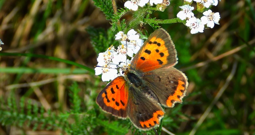 Czerwończyk żarek (Lycaena phlaeas syn. Lycaena phlaeoides)