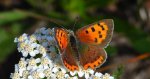 Czerwończyk żarek (Lycaena phlaeas syn. Lycaena phlaeoides)