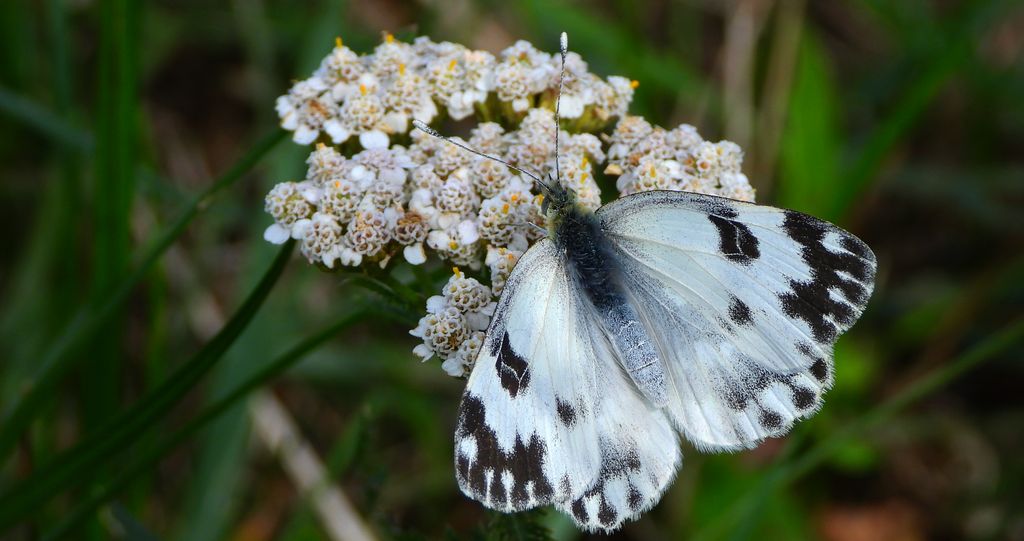 Bielinek rukiewnik (Pontia daplidice)
