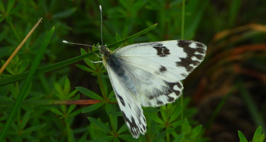 Bielinek rukiewnik (Pontia daplidice)