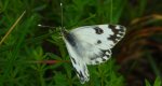 Bielinek rukiewnik (Pontia daplidice)