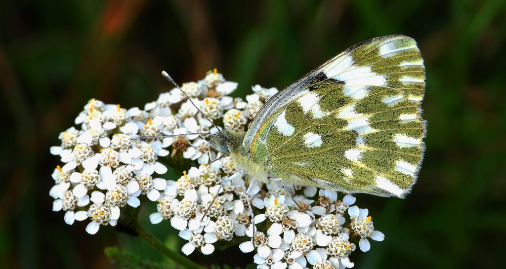 Bielinek rukiewnik (Pontia daplidice)