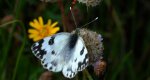Bielinek rukiewnik (Pontia daplidice)