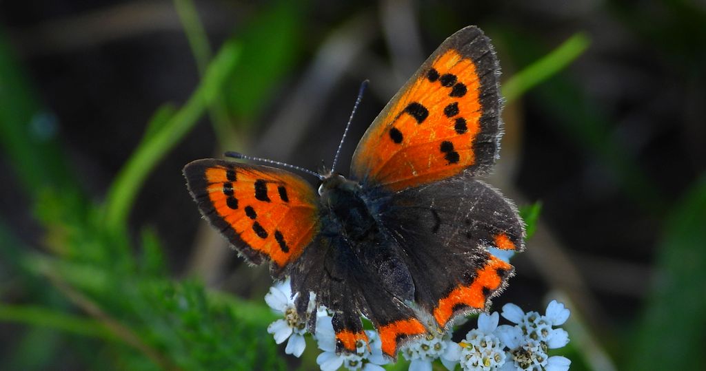Czerwończyk żarek (Lycaena phlaeas syn. Lycaena phlaeoides)