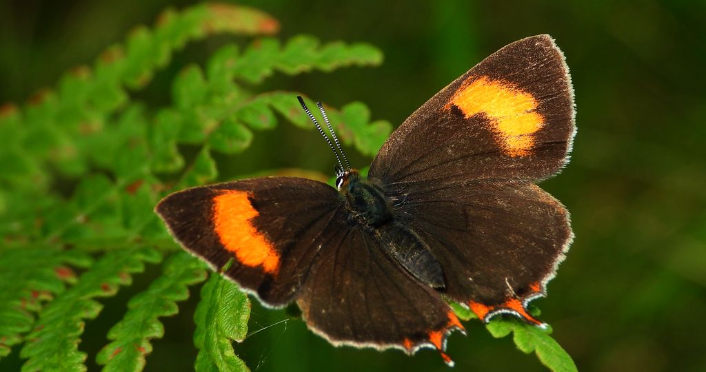 Pazik brzozowiec (Thecla betulae)