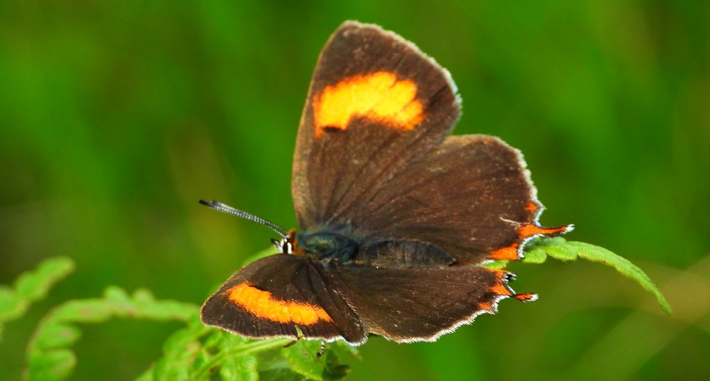 Pazik brzozowiec (Thecla betulae)