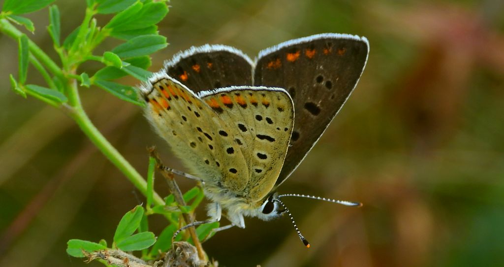Czerwończyk uroczek (Lycaena tityrus, syn. Heodes tityrus)