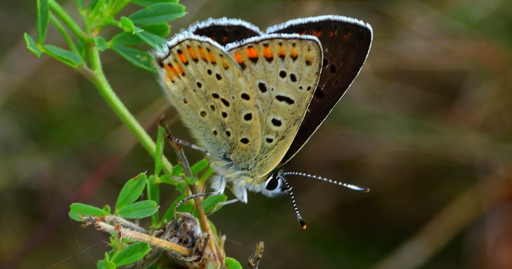 Czerwończyk uroczek (Lycaena tityrus, syn. Heodes tityrus)