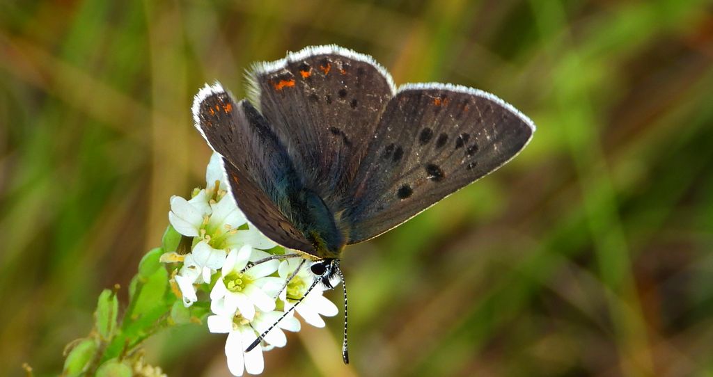 Czerwończyk uroczek (Lycaena tityrus, syn. Heodes tityrus)
