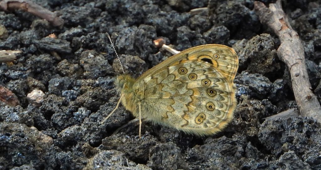 Osadnik megera (Lasiommata megera)