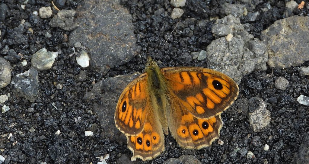 Osadnik megera (Lasiommata megera)