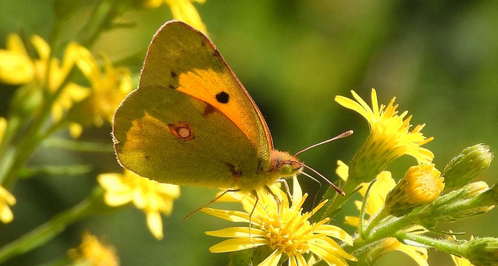 Szlaczkoń sylwetnik (Colias crocea)