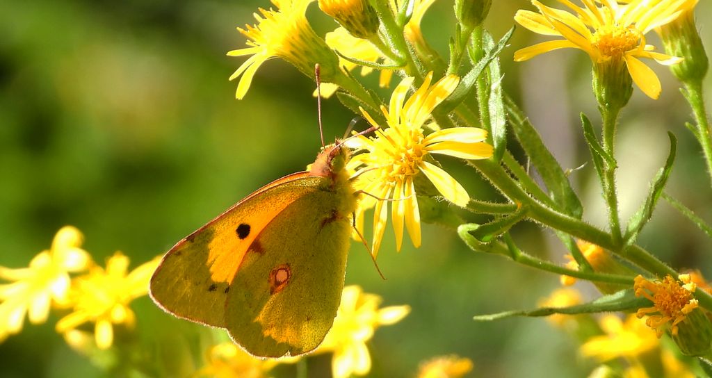 Szlaczkoń sylwetnik (Colias crocea)