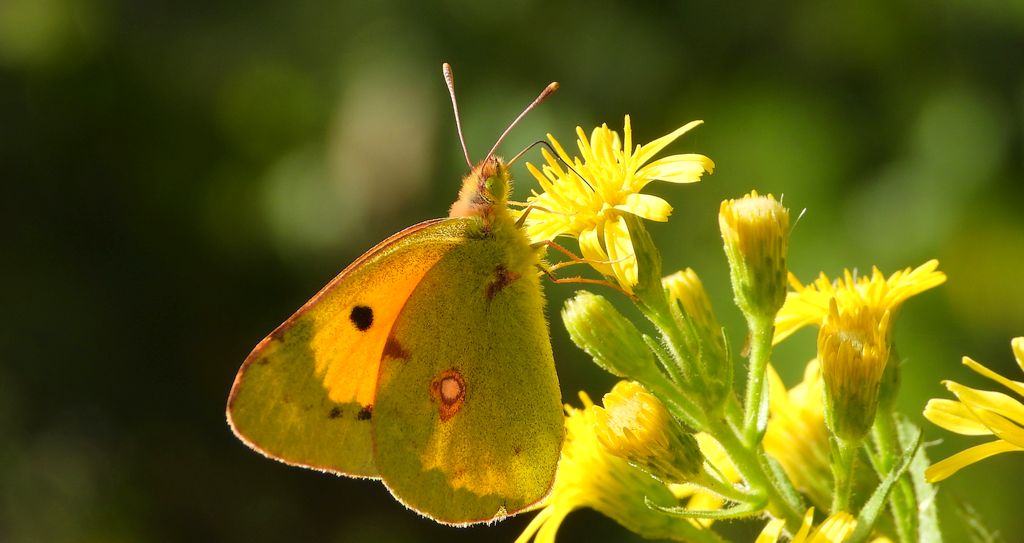 Szlaczkoń sylwetnik (Colias crocea)
