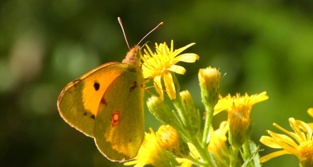 Szlaczkoń sylwetnik (Colias crocea)