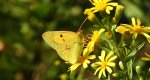Szlaczkoń sylwetnik (Colias crocea)
