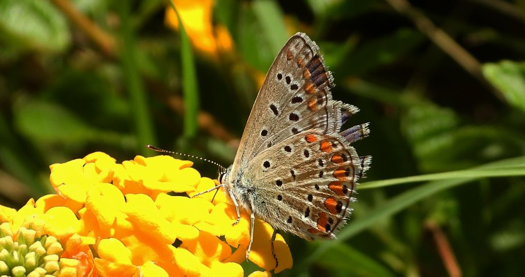 Modraszek adonis (Lysandra bellargus, Polyommatus bellargus)