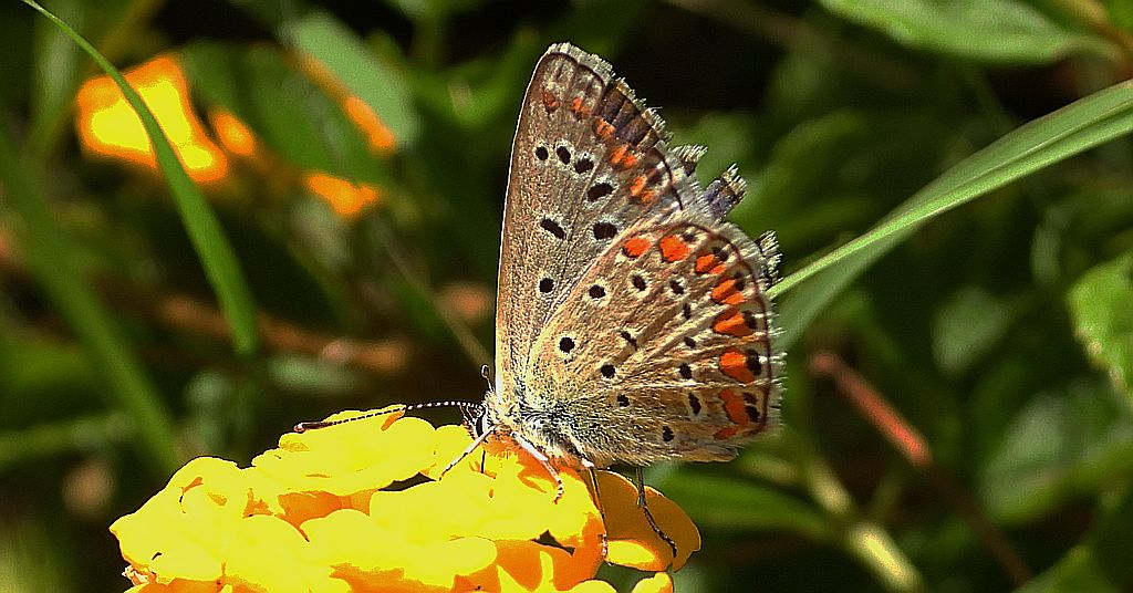 Modraszek adonis (Lysandra bellargus, Polyommatus bellargus)