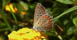 Modraszek adonis (Lysandra bellargus, Polyommatus bellargus)