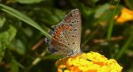 Modraszek adonis (Lysandra bellargus, Polyommatus bellargus)