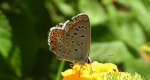 Modraszek adonis (Lysandra bellargus, Polyommatus bellargus)