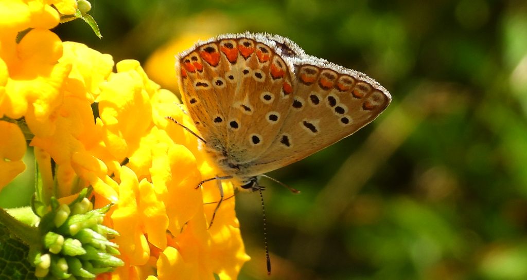 Modraszek adonis (Lysandra bellargus, Polyommatus bellargus)