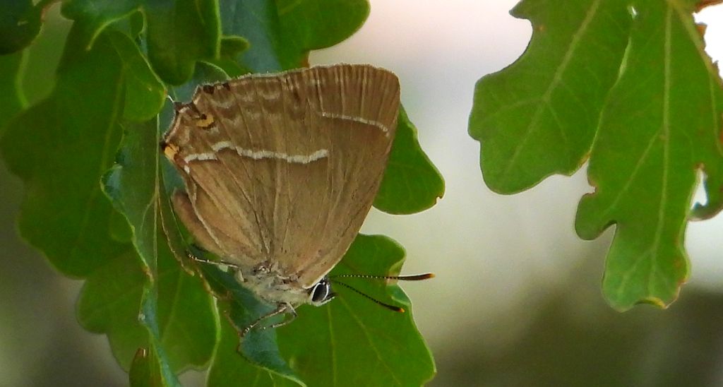 Pazik dębowiec (Neozephyrus quercus)