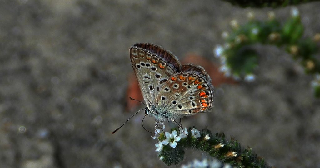Modraszek adonis (Lysandra bellargus, Polyommatus bellargus)